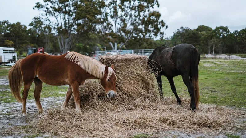 Two of our horses sharing a hay bale in the paddock at Urban Buddy Farm.