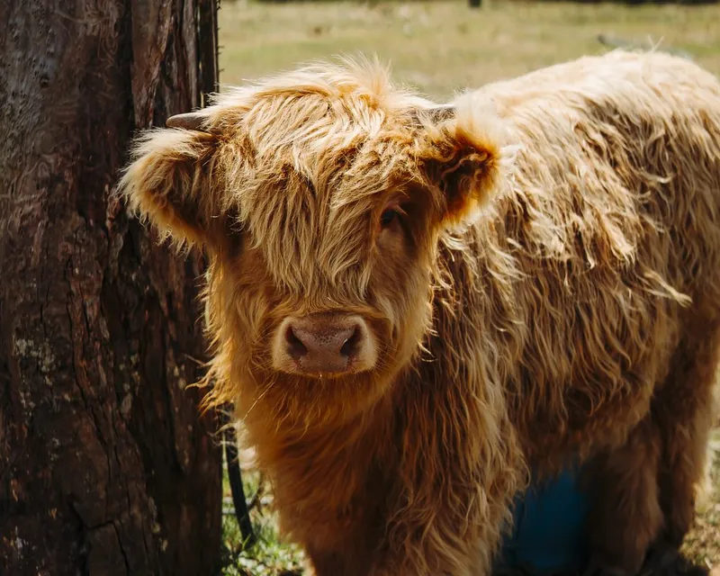Moodini, our pale gold Highland calf with short horns, standing in the shade of a gum tree at Urban Buddy Farm.